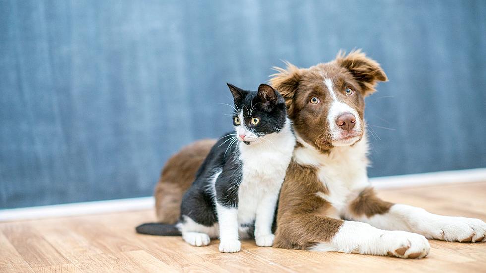 Dogs and Cats Banned From Being Sold In Retail Pet Stores in New York State