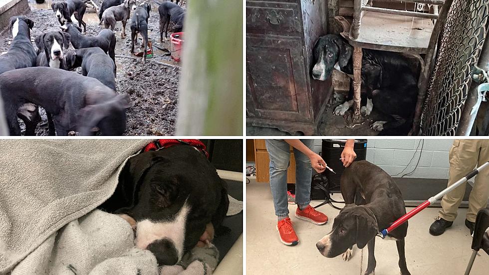 Update: 22 Fearful Dogs Saved From Terrible Hoarding Situation in Dutchess County