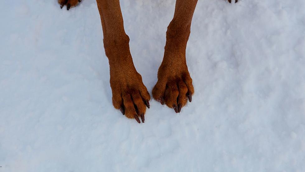Protect Your Dogs Paws This Winter in The Hudson Valley