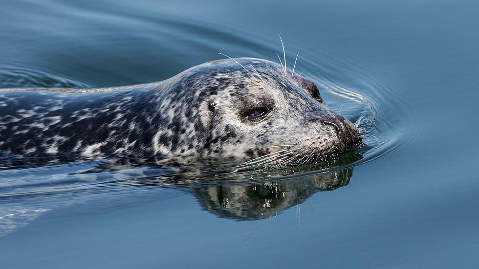 Seal Spotted Chowing Down on Delicious Hudson River Fish