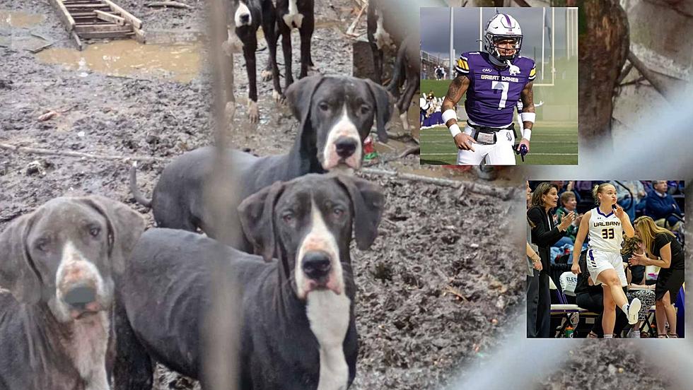 UAlbany Athletes Help Rescued Dutchess County Great Danes