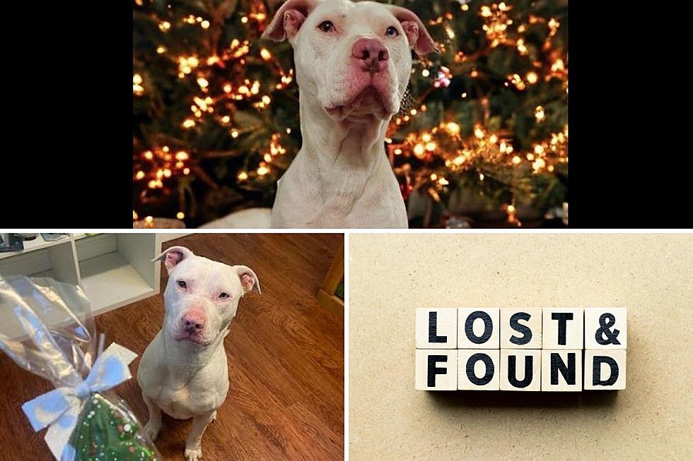 How to Help Find a Lost Pet in the Hudson Valley