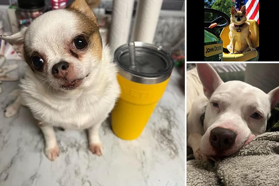 Astounding Amounts of Money Your Pet Could Make on Instagram