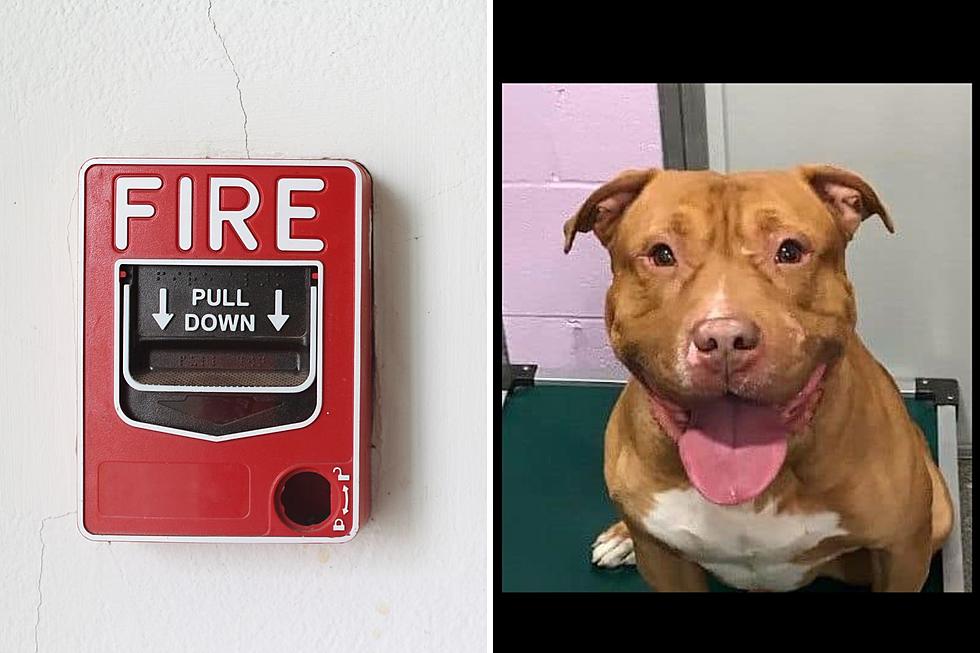 Hudson Valley Fire Department Let's Dog off With a Warning