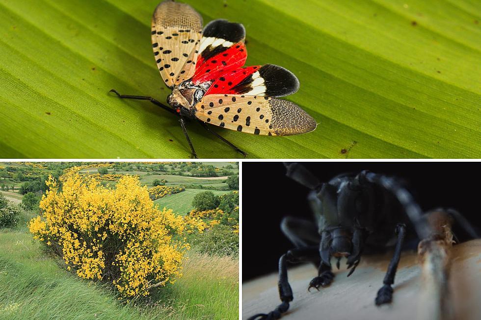 Invasive Species Creeping Into New York Have Won An Emmy