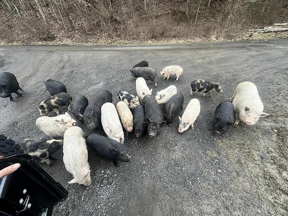 Over 50 Pigs Rescued from "Breeding Nightmare" in Upstate, NY