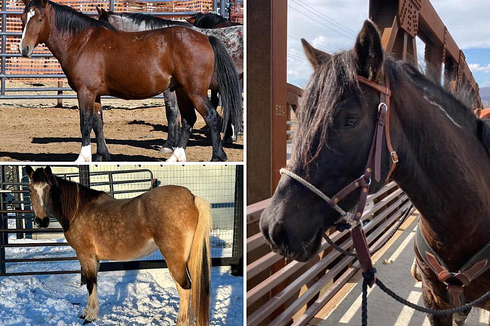 Did You Know Wild Mustangs Live in the Hudson Valley