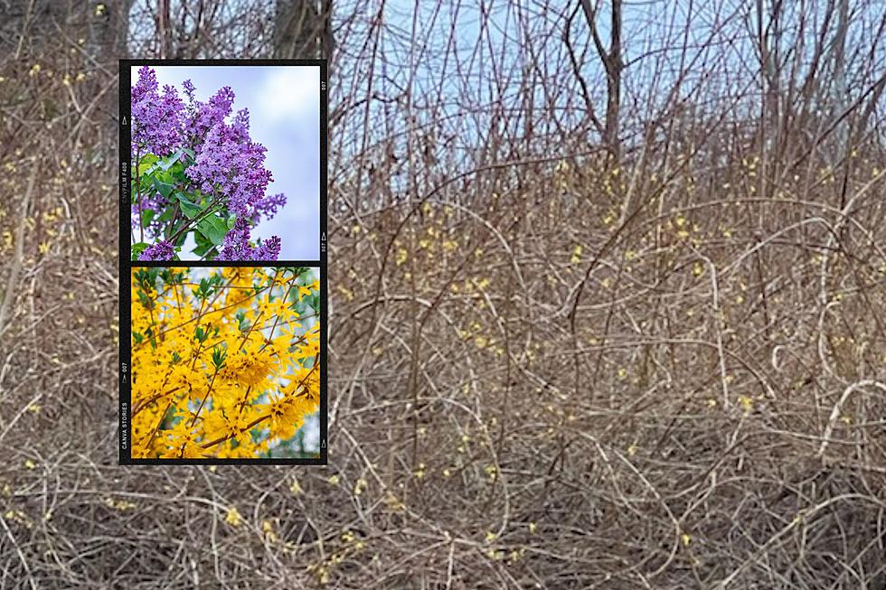 Spring Showers May Not Bring May Flowers in New York