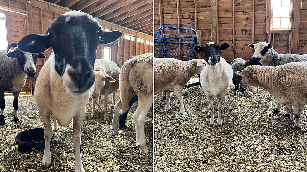 Woodstock Farm Sanctuary Shares Update on Famous Viral Sheep 