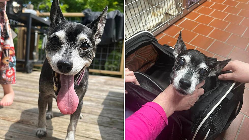 Saugerties, NY Family Searching for Senior Dogs Original Owners