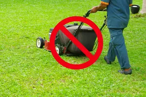 Don’t Mow Your Lawn Until June in This New York Town