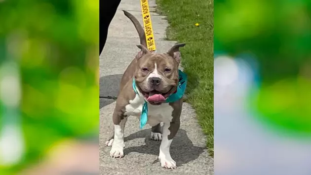 Pregnant Dog Left Abandoned in Newburgh, New York Local Rescue Jumps into Action