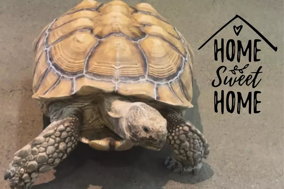 The Latest in the Story of the Lost Tortoise of Hyde Park NY