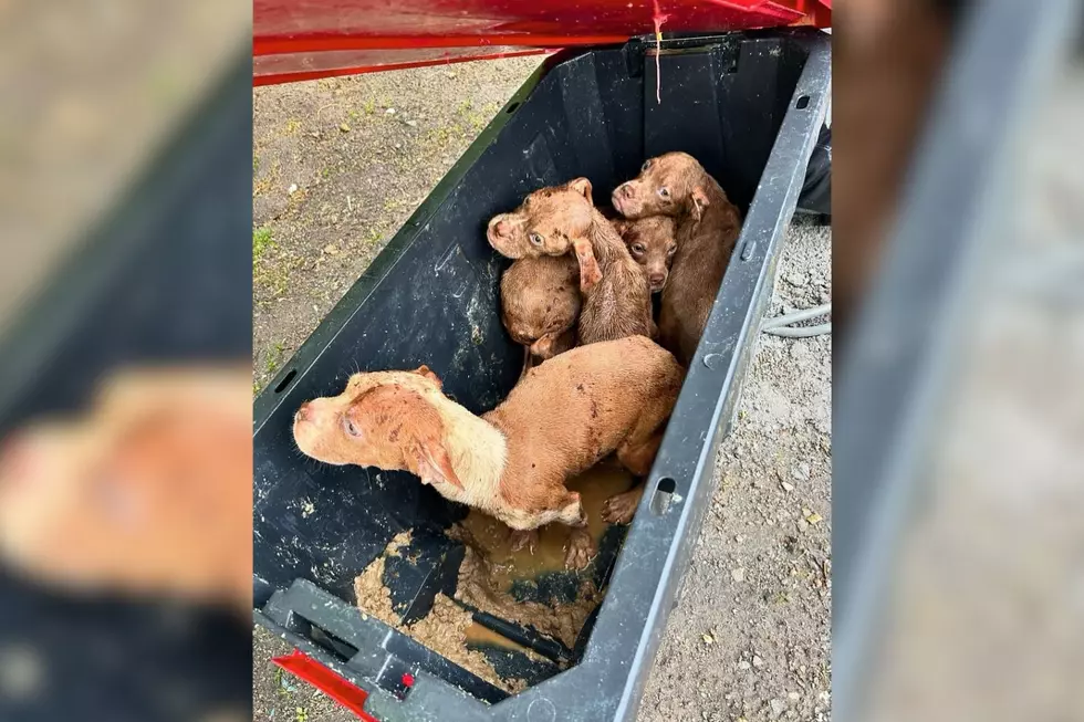 Puppies Rescued From Shipping Container Near New York Highway