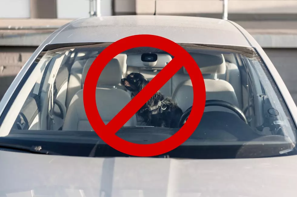 Leaving Your Pet in a Locked Car? Think Again