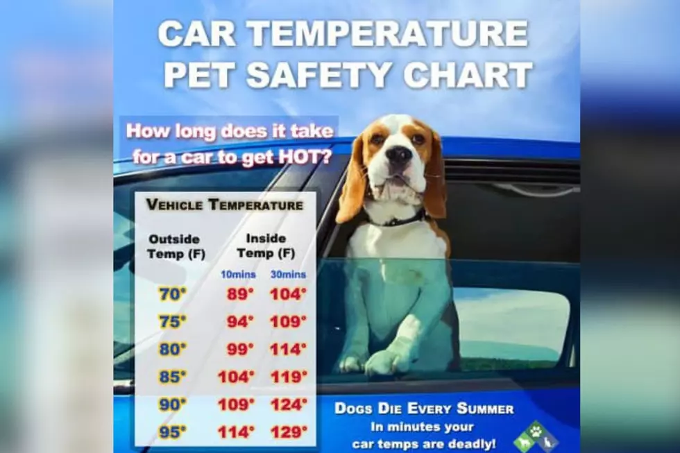 Car Temperature Pet Safety Chart
