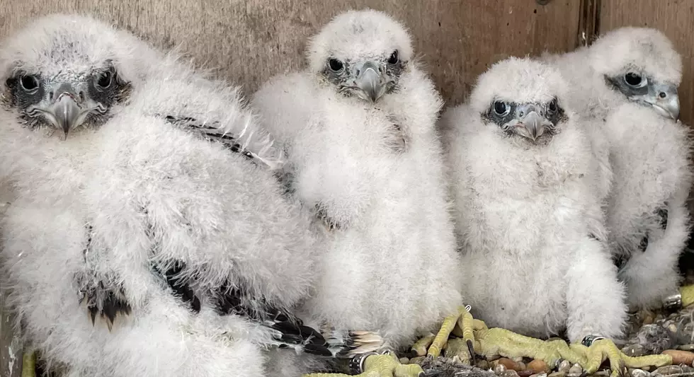4 Hudson Valley Baby Falcons Receive New Names Thanks to Local Students