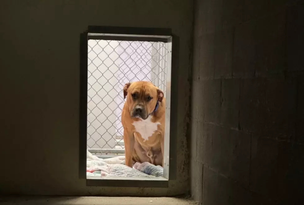 Upstate New York Dogs Heartbreaking Shelter Photo Goes Viral