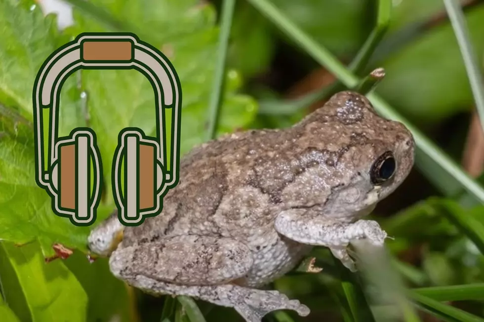 How Loud Is The Choir of Frogs Out Right Now in New York