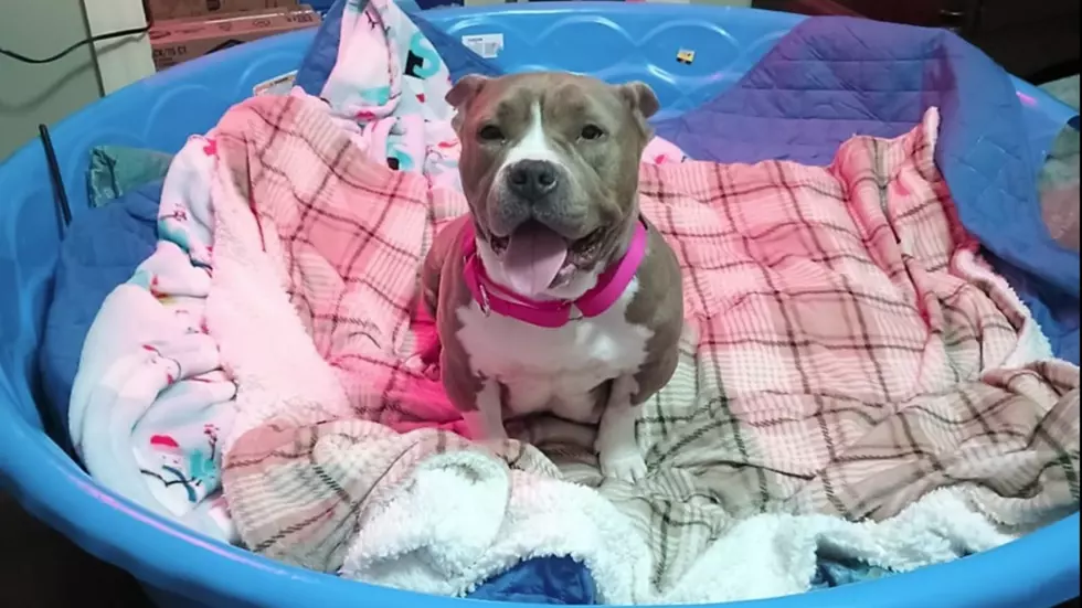 Heartbreaking Update on Rescued and Pregnant Newburgh, NY Dog
