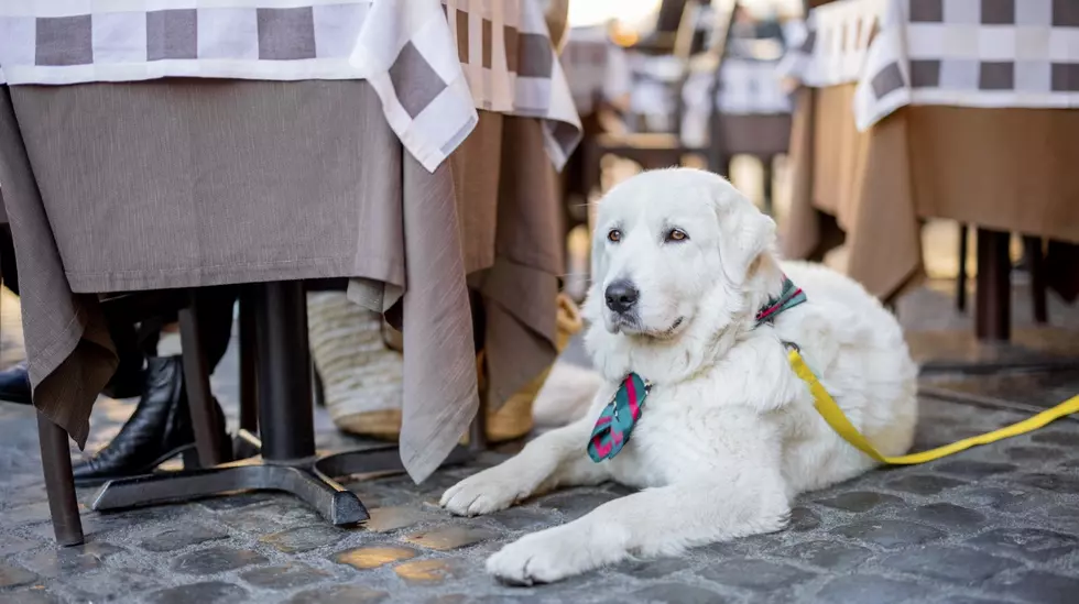 In Your Opinion, Should Pets Be Allowed at Local Restaurants?