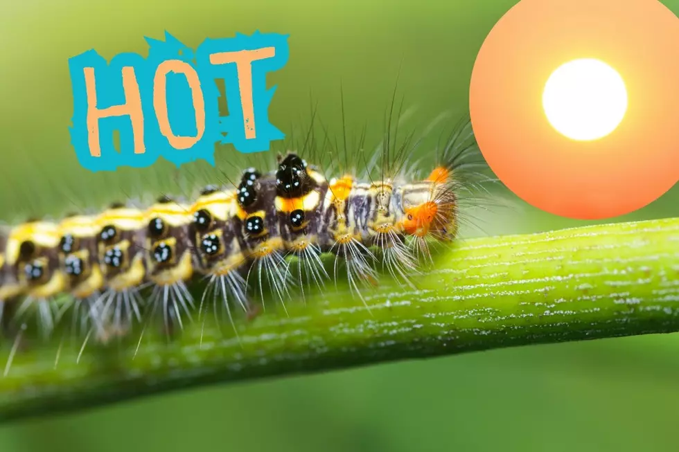 Will New York Heat Wave Kill The Spongy Moth Caterpillars
