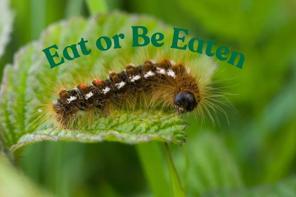 Did You Ever Wonder If Something In New York Eats Tent Caterpillars