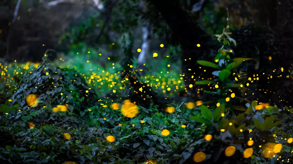 Why You Are Seeing Fewer Fireflies in New York