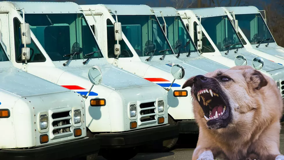 New York Lands a Top Spot For Dog Bites Among Postal Workers