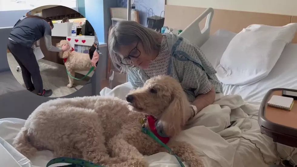 Watch Therapy Dog Spread Happiness at Rhinebeck, New York Hospital