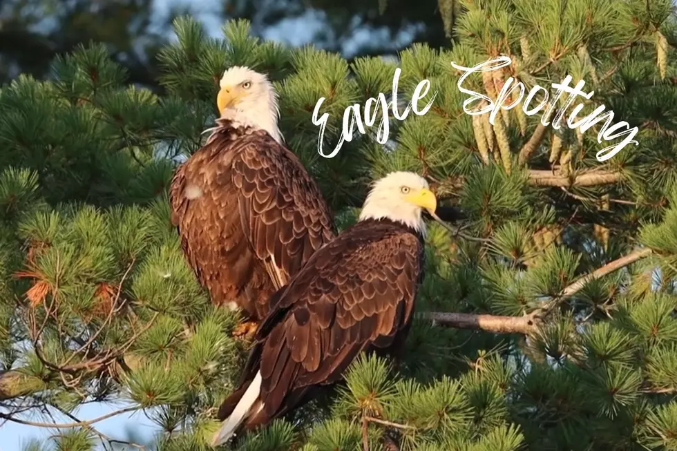 Best Spots to See Eagles in New York