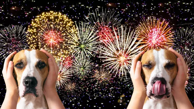 How to Keep Your Pets Safe This 4th of July in The Hudson Valley