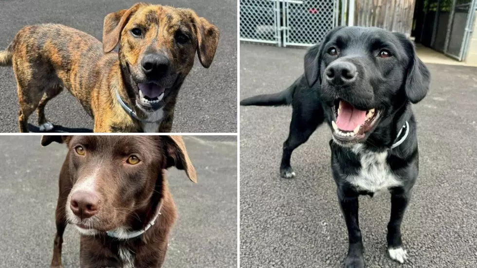 3 Abandoned Putnam County Dogs Looking For Forever Families