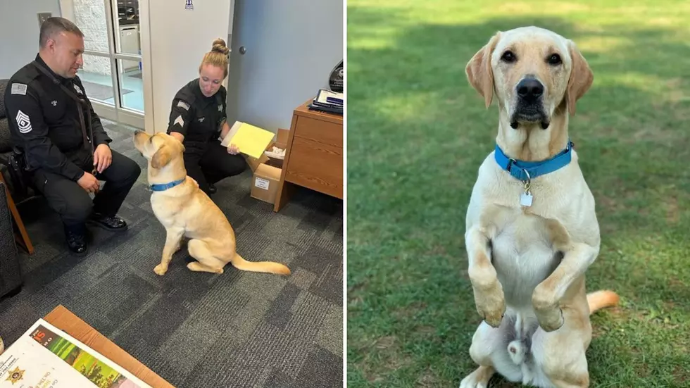 Health and Wellness K9 Welcomed to the Orange County Sheriff’s Office