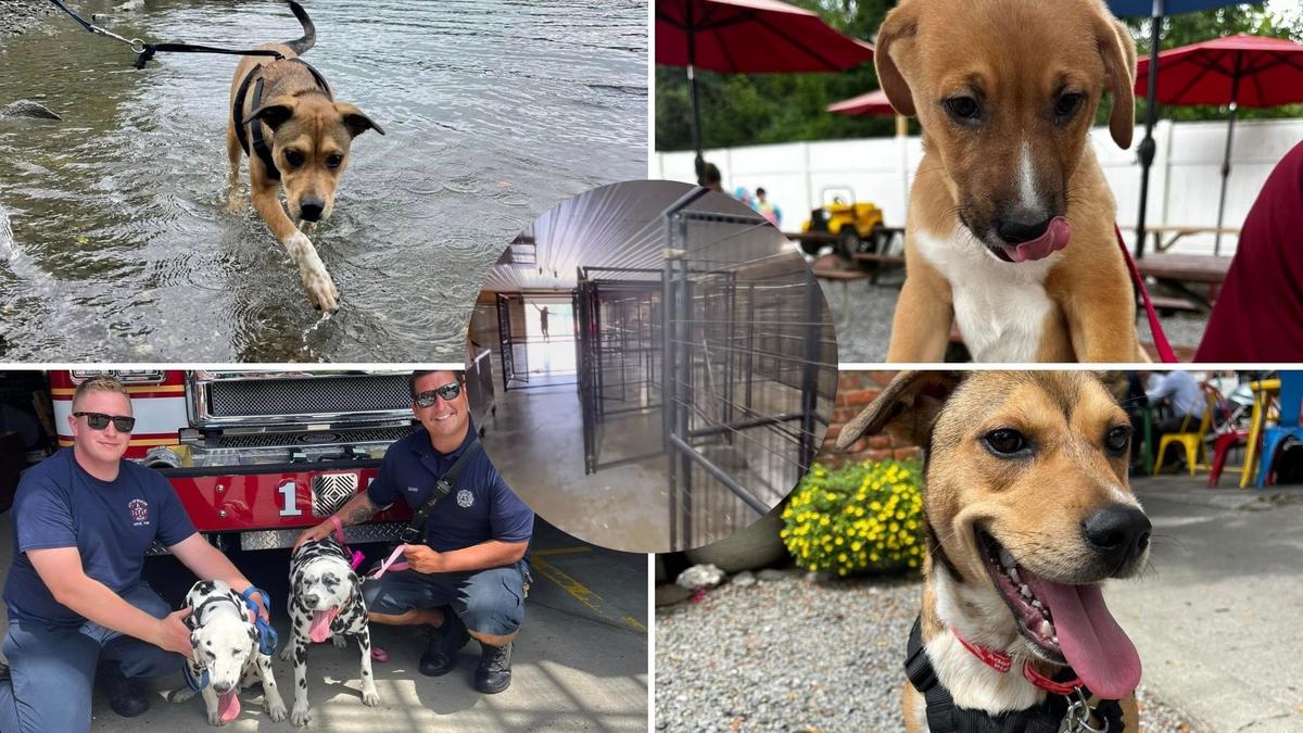 Empty The Rescues Wappingers Falls, New York Rescue Celebrates an Empty Shelter