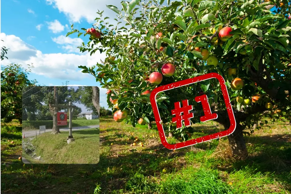 Upstate New York Apple Orchard Named Best in the U.S.