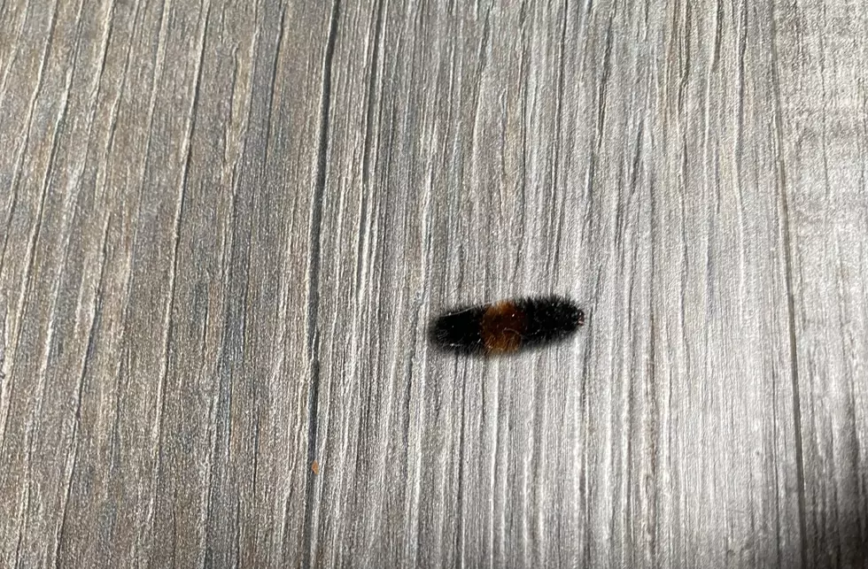 Did The Woolly Bear Just Predict a Cold, Long New York Winter?