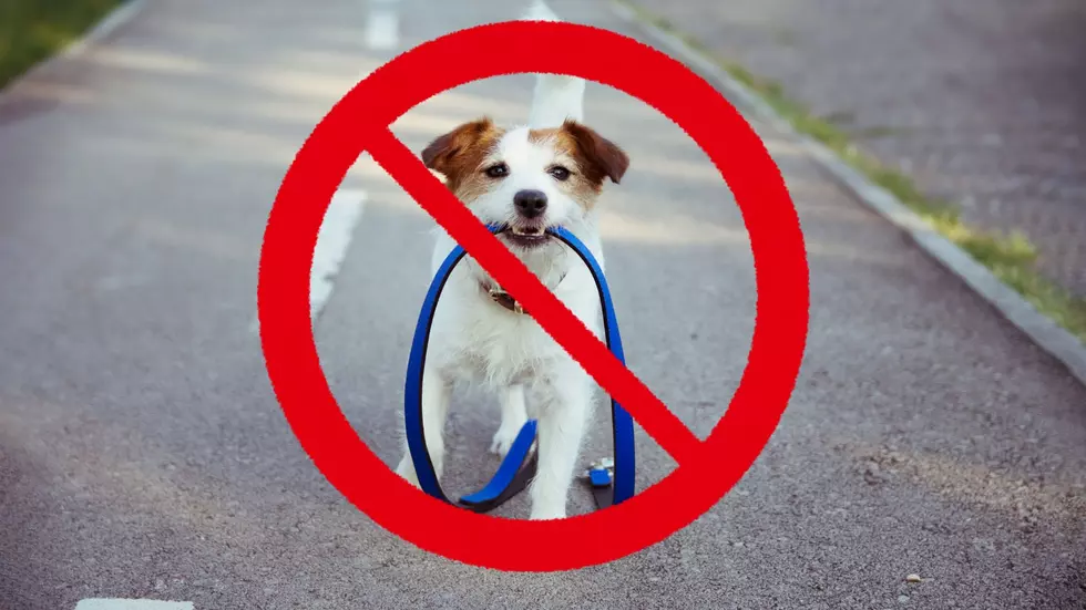 Is It Illegal To Have Your Dog Off Leash in New York State?