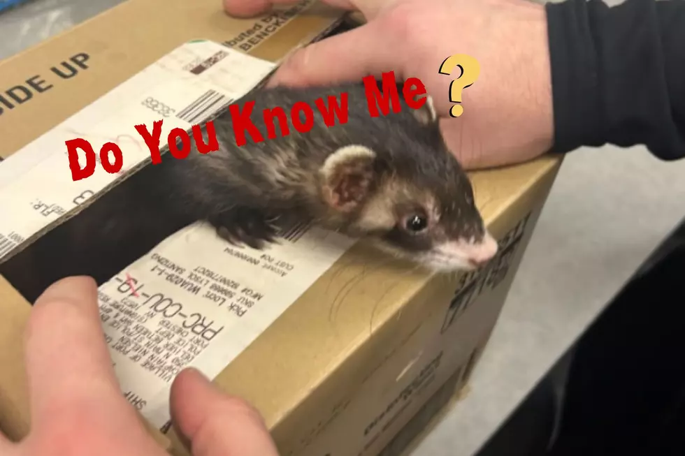New York Police Called To Corral Stowaway Ferret