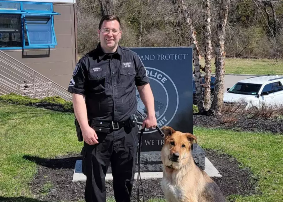 Walter the Orange County Sheriff's Office K-9