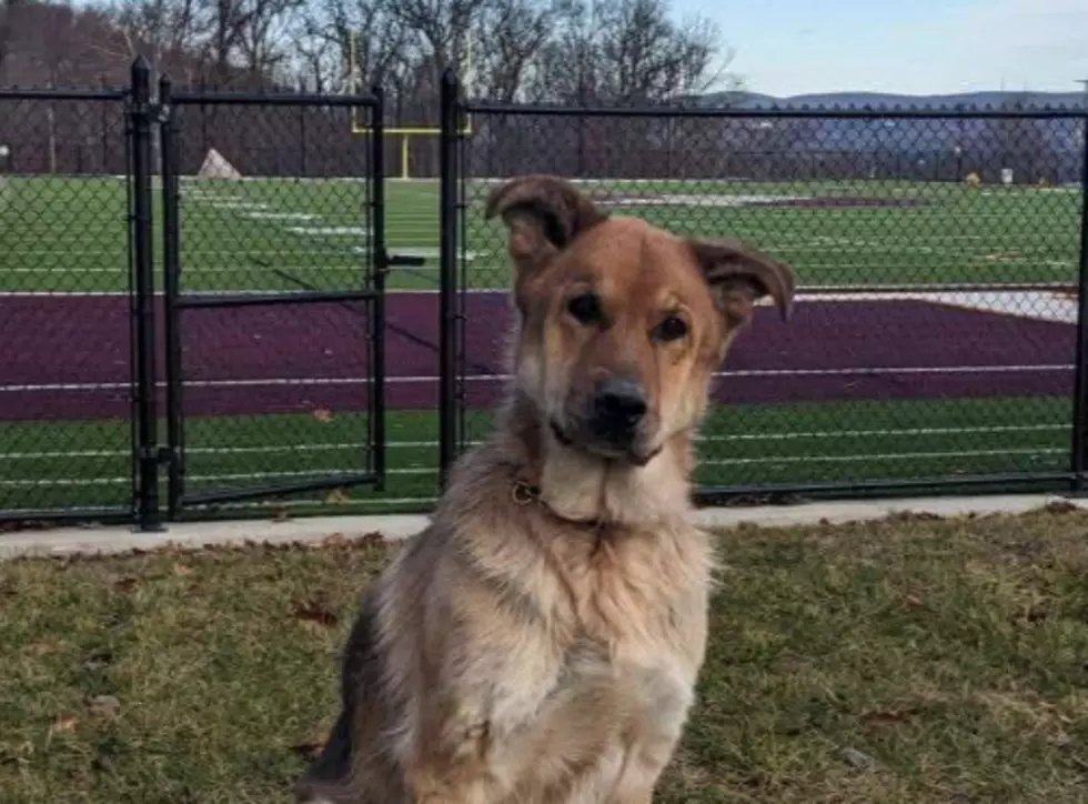 Walter the Orange County Sheriff's Office K-9