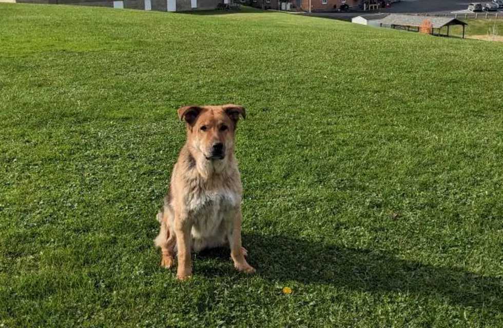 Walter the Orange County Sheriff's Office K-9