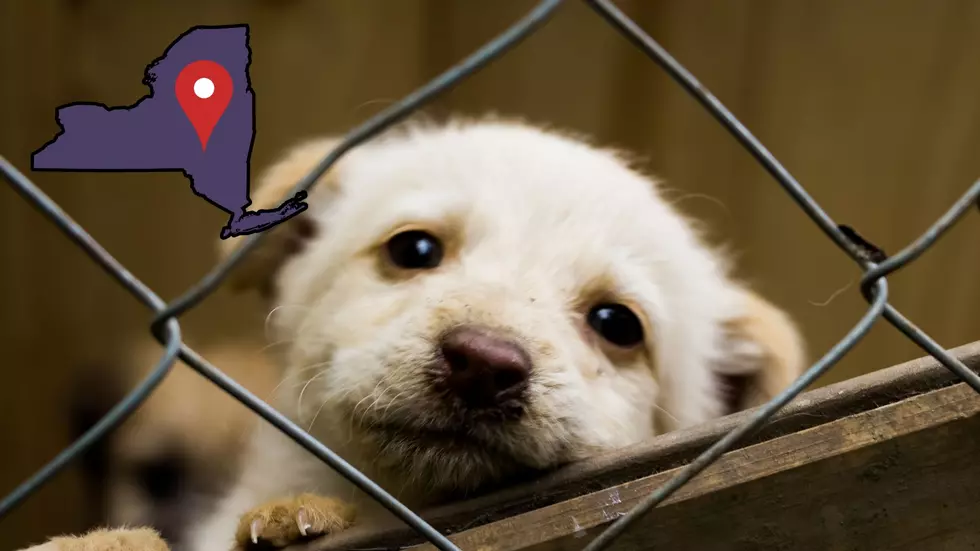 11 New York Dog Breeders Make “Horrible Hundred” Report
