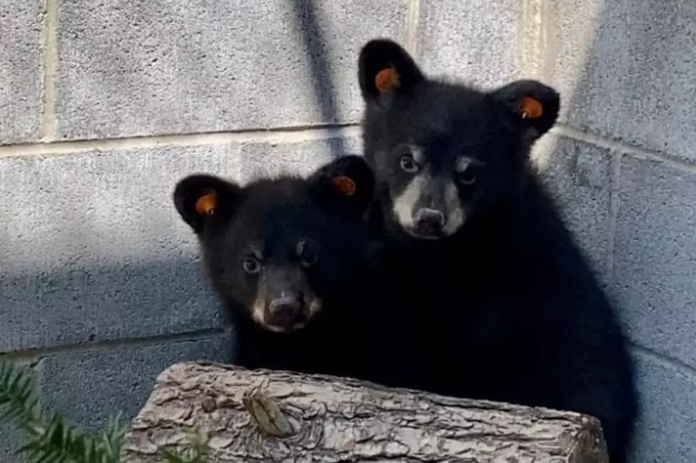 Four Bear Return to the Woods After Being Rehabbed