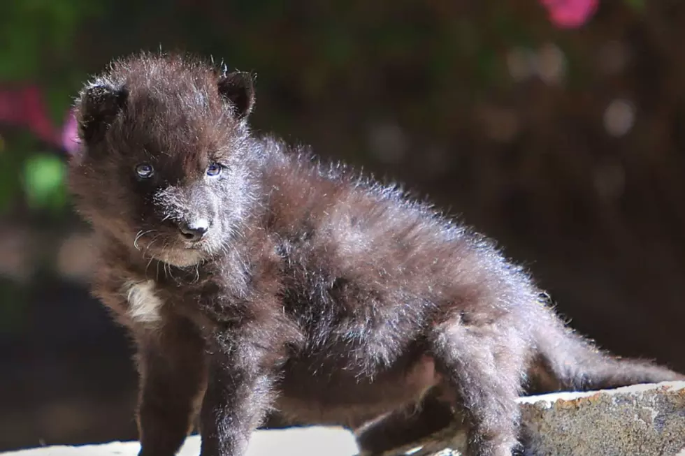 Gray Wolf Puppy
