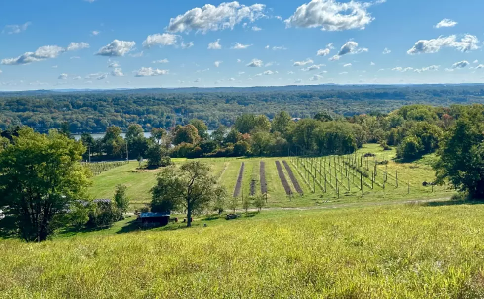 Red Maple Vineyard