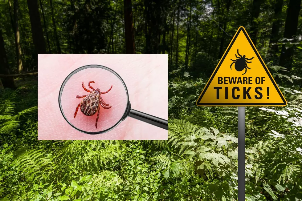 Ticks in New York