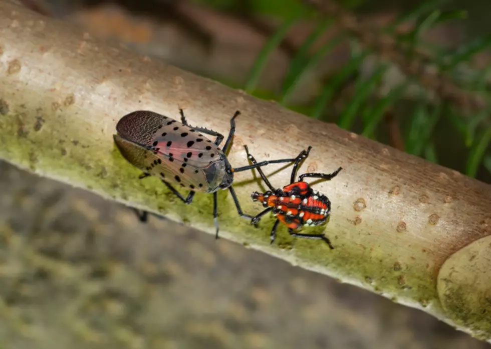 If You See This Bug Stomp On It