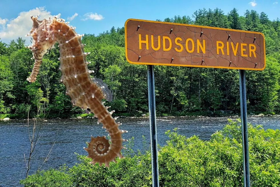 What Tiny Sea Creature Calls the Hudson River Home?