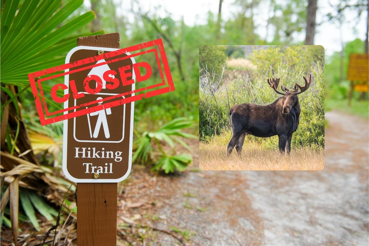 Moose Forces Hiking Trail to Close in Upstate New York